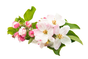 beautiful flowers of apple tree isolated