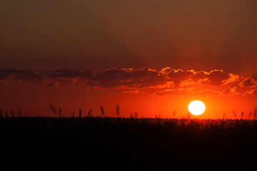 Obraz premium sunset in the field in summer