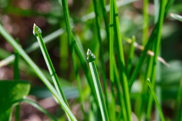 dew drops on the grass in the morning
