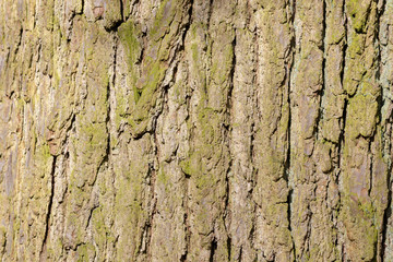 bark of a tree