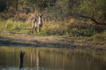 Waterbuck male with reflection standing close to water
