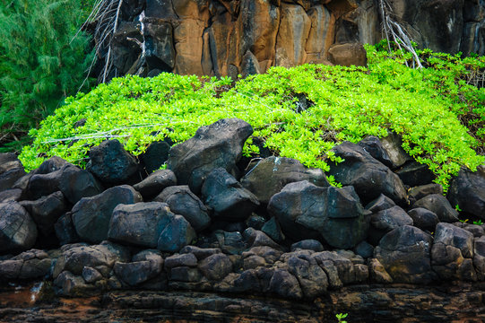 Beautiful Tropical photos green with black rocks