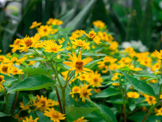 dramatic close up beautiful Little Yellow Star flower (Melampodium divaricatum) on green garden background