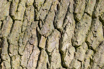 bark of an oak tree
