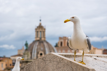 Seagull in Rome on a rooftop with buildings in the background