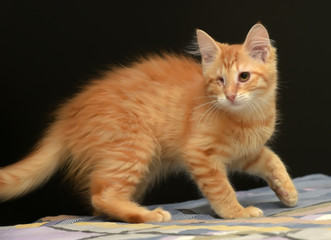 Ginger the one-eyed kitten.