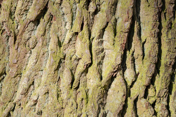 bark of an oak tree