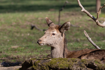 Calve of red deer lying in green grass in spring