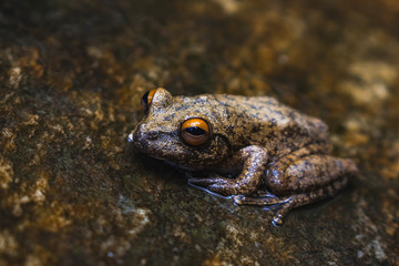 frog on rock