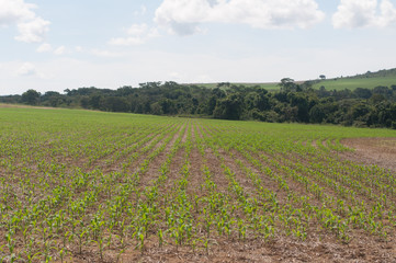 Fototapeta na wymiar soy field