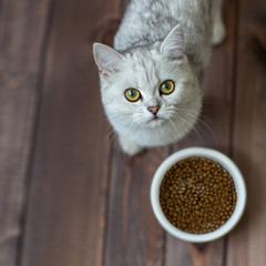 A Scottish cat with yellow eyes eats dry food on a wooden background.