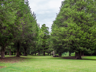 Fototapeta na wymiar trees in a small field
