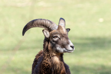 Portrait of a young male mouflon 