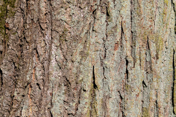 bark of a tree