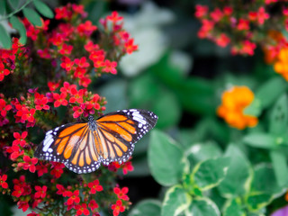 Fototapeta na wymiar close up beautiful orange butterfly Common Tiger (Danaus genutia) on red flower with green garden background