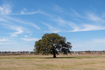 lone tree