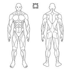 human body anatomy male man , front and back muscular system of muscles . flat medical scheme poster of training healthcare gym , vector illustration