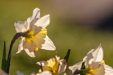 Weiß-gelbe Narzissen im morgendlich-frühlingshaften Sonnenlicht zeigen ihre ganze Pracht