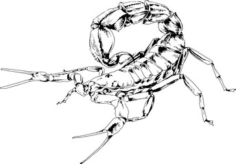 attacker Scorpion is drawn with ink on white background logo tattoo