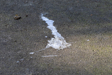 White bird poo on the ground