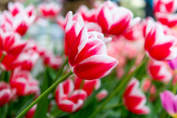 beautiful dutch tulips blooming in spring