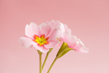 fresh spring flowers isolated on pink background, minimal floral card, macro