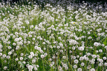 flower, nature, field, dandelion, spring, flowers, plant, white