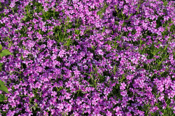 Obraz na płótnie Canvas flower, nature, flowers, pink, garden, plant, purple