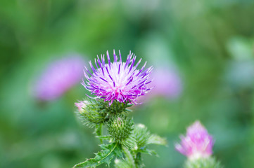 flower, thistle, purple, nature, plant,