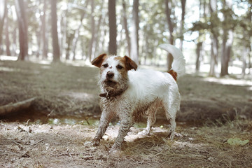 FUNNY DIRTY JACK RUSSELL DOG PLAYING IN A MUD PUDDLE.