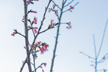 Branch of cherry tree