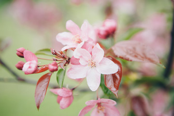 the white and pink Apple flowers close-up