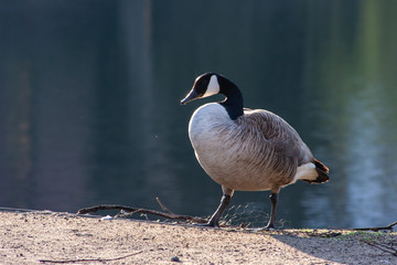 Stolze Kanada-Gans an einem kalten Frühlingsmorgen wärmt sich in der Sonne