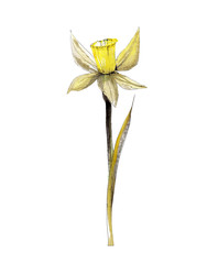 Narcissus on white background, watercolor hand drawing,  picture on the wall. Flower on isolated background.