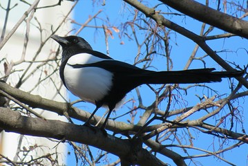 Magpie on tree branch against blue sky, closeup