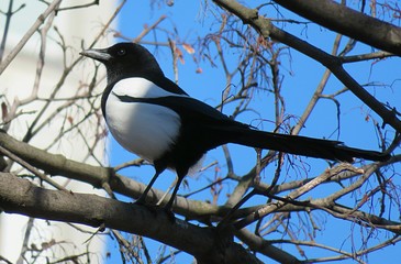 Magpie on tree branch against blue sky