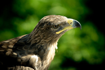 Head of golden eagle close up. Eagle on a green background.