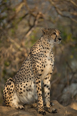 Naklejka na ściany i meble Female Cheetah sitting on top of a termite mound busy hunting. 