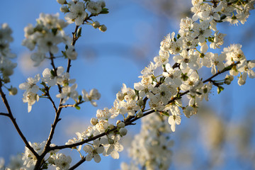Baum und weiße Blüten im Frühling - Stockfoto