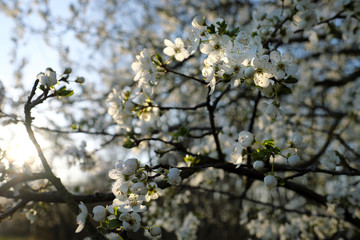 Baum und weiße Blüten im Frühling - Stockfoto