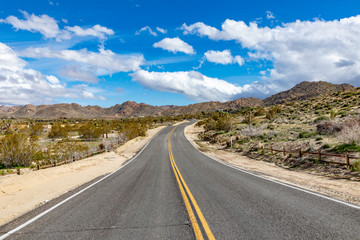 landscape with joshua trees in the desert