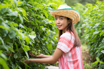 Young woman holding tomatoes in vegetable garden