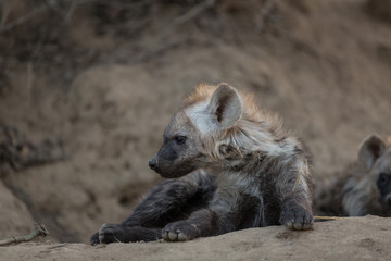 Hyaena cubs laying outside a den