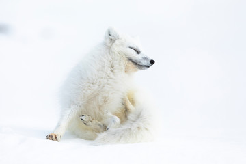 Obraz premium Arctic fox on the snow in Svalbard.