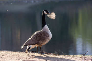 In der Kälte rauchende Kanada-Gans im Morgensonnenschein