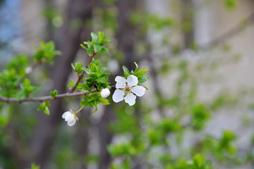 white flowers on tree and spring