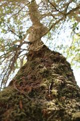 Un arbre vers le ciel  (A tree to the sky)