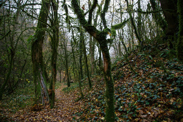 Tropical greens in the gorges of the Caucasus. Cloudy weather, rain, the area of Sochi.