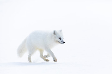 Arctic fox on the snow in Svalbard. © Risto