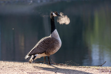 In der Kälte rauchende Kanada-Gans im Morgensonnenschein